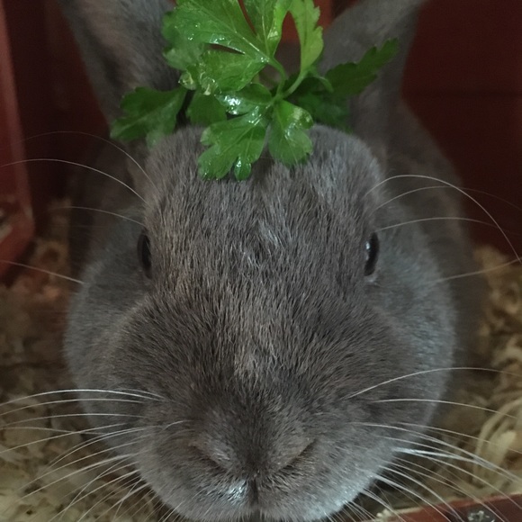 Meet your Posher, Nanci - Picture 5 of 7